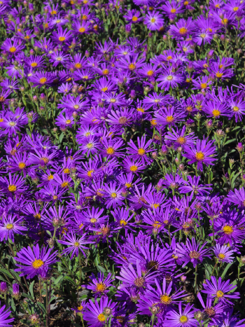 Aster amellus 'Veilchenkonigin'