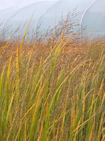 Panicum virgatum 'Northwind'