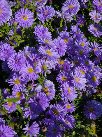 Aster nb. 'Marie Ballard'