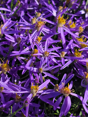 Aster sedifolius