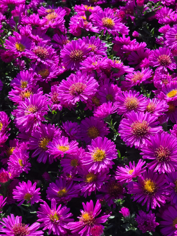 Aster novi-belgii 'Starlight' 