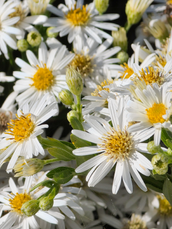 Aster ageratoides 'Starshine'