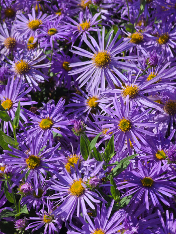 Aster xf. 'Wunder von Stafa'