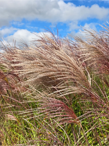 Miscanthus s. 'Malepartus'