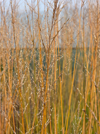 Molinia caerulea 'Windspiel'