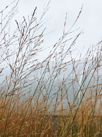 Molinia caerulea 'Transparent' 