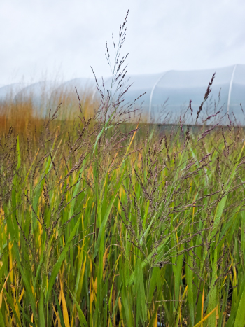 Panicum virgatum 'Dallas Blues'