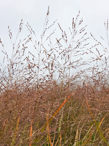Panicum virgatum 'Warrior' 