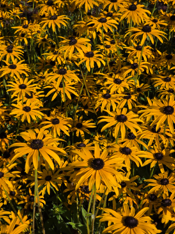 Rudbeckia fulgida deamii