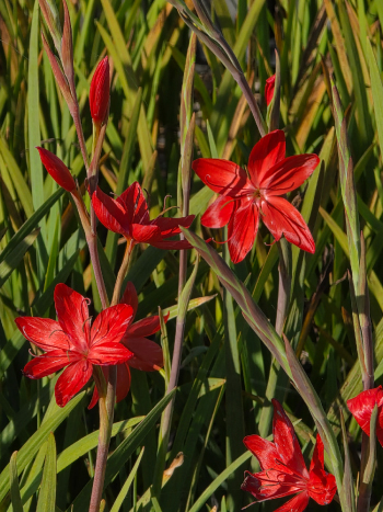Schizostylis c. 'Major'