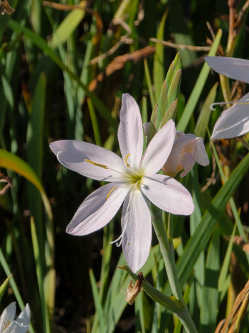 Schizostylis c. 'Wilfred H. Bryant'