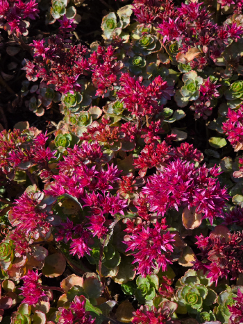 Sedum spurium 'Dragon’s Blood'