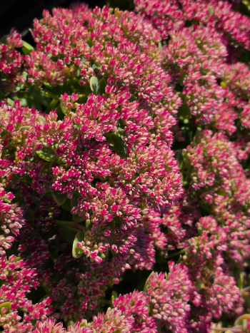 Sedum 'Herbstfreude'