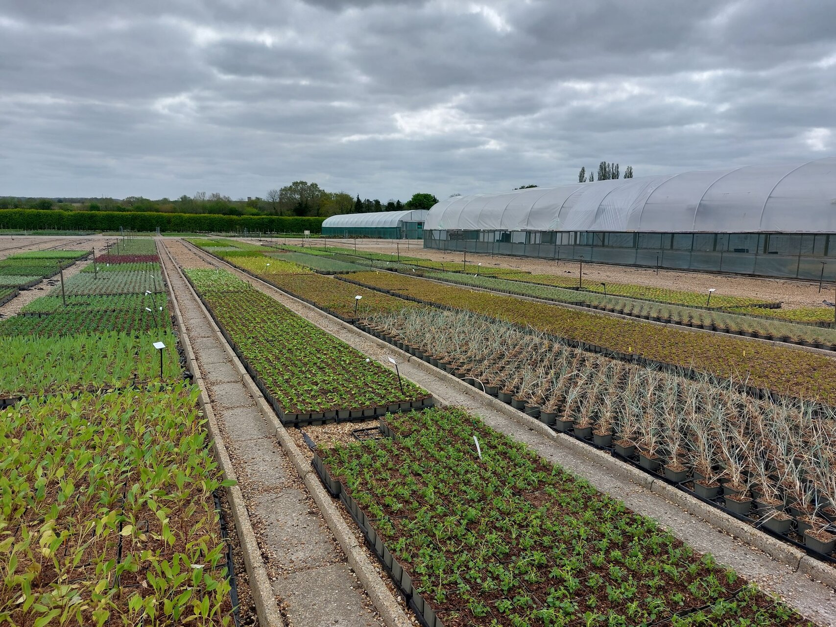 Howard Nurseries Ltd. is one of the country's largest, wholesale