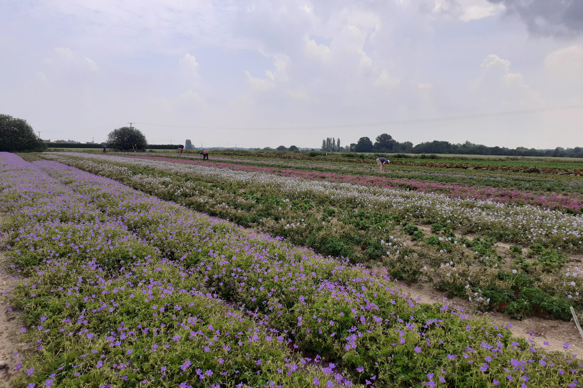 Howard Nurseries Ltd. is one of the country's largest, wholesale