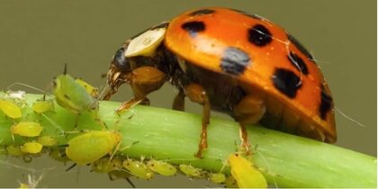 Biological Control FREE TRAINING