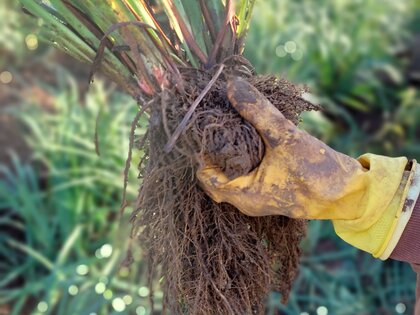 Exclusive Nursery Tour - Celebrating Bare Root Perennials