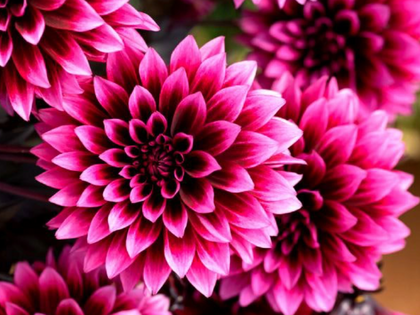 HTA National Plant Show