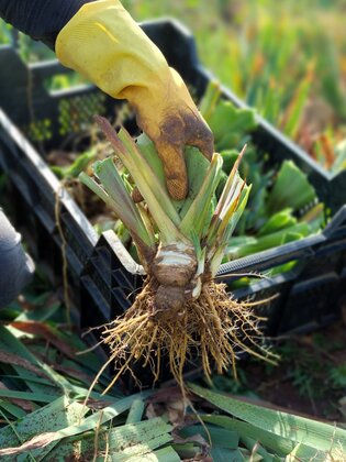 Autumn is a great time to plant perennials